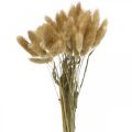 Floristik24 Lagurus ovatus, Herbe de Pennisetum, Herbe de Velours Brun Clair Naturel L40–50cm 30g