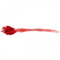 Floristik24 Herbe décorative rouge, lagurus, herbe de velours, fleuristerie sèche L30–50cm 20g