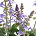 Floristik24 Plante de lavande décorative, pot de lavande méditerranéenne, fleur artificielle violette