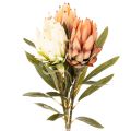 Floristik24 Kunstblume Protea Leucadendron 65 cm en lot de 3