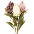 Floristik24 Fleurs artificielles Protea Leucadendron 65 cm 3 pièces Crème Bordeaux Rose