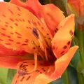 Kunstblume Alstroemeria orange