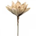 Floristik24 Fleur de lotus, décoration fleur de lotus, plante artificielle beige L66cm