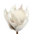 Floristik24 Fleur de magnolia en mousse blanc-gris Ø 10 cm L. 26 cm 4 p.