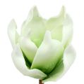 Floristik24 Fleur de magnolia en mousse blanc-vert Ø10cm L26cm 4pcs