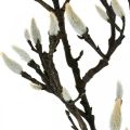 Floristik24 Branche de Magnolia Artificielle Décoration Printemps Branche avec Bourgeons Marron Blanc L135cm