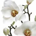 Floristik24 Branche de magnolia blanc Branche décorative magnolia fleur artificielle