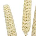Floristik24 Épis de maïs blanchis sur bâton 20pcs