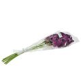 Floristik24 Orchidée Mokara violette 50cm artificielle 6pcs