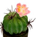 Floristik24 Mini cactus avec fleurs H. 9-12 cm 4 p.