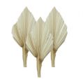 Floristik24 Palm spear mini short blanchi 50pcs