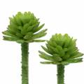 Floristik24 Mini - succulentes 6.5cm 6pcs