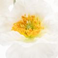 Kunstblume Pavot Blanc Tige