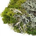 Floristik24 Mousse décorative pour l&#39;artisanat Mélange de mousse et de lichen vert, gris 100g