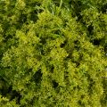 Couronne décorative en mousse artificielle verte 28 cm pour table ou porte | Floristik24.fr