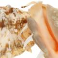 Escargot de mer Lambis naturel 14cm 10pcs