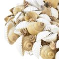 Floristik24 Couronne de coquillages décoration maritime à suspendre noix de coco blanc naturel Ø25cm