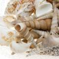 Floristik24 Mélange de moules et coquilles d&#39;escargots dans un filet nature 400g