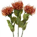 Floristik24 Pincushion Fleur Artificielle Exotique Orange Leucospermum Protea 73cm 3pcs