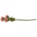 Floristik24 Fleur d&#39;automne en pelote artificielle Protea Rosa Leucospermum 73cm 3pcs