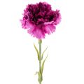 Floristik24 Fleurs artificielles œillet bicolores 56 cm bouquet de 8 tiges