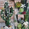 Floristik24 Figurine florale en mousse cactus noir 38cm x 74cm