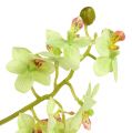 Floristik24 Orchidée 97cm vert clair
