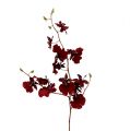 Floristik24 Orchidée Oncidium 70cm rouge foncé 3pcs