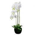 Floristik24 Orchidée blanche avec globe 110cm