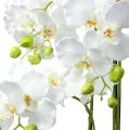 Floristik24 Orchidée blanche avec globe 110cm
