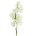 Floristik24 Crème d&#39;orchidée artificielle 50cm 6pcs