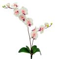 Floristik24 Orchidée à 2 branches 60cm blanc-rose