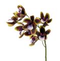 Floristik24 Orchidée Cymbidium Vert, Violet L38cm 4pcs