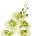 Floristik24 Orchidée Artificielle Jaune Vert Phalaenopsis 85cm