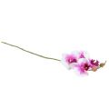Floristik24 Orchidée Phalaenopsis Artificielle 4 Fleurs Blanc Rose 72cm