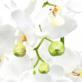 Floristik24 Orchidées artificielles pour le pot blanc 80cm