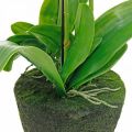 Floristik24 Orchidées artificielles pour le pot blanc 80cm