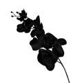 Floristik24 Orchidée noire L 80 cm