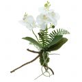 Floristik24 Orchidée blanche avec motte de mousse et racines 36 cm