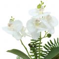 Floristik24 Orchidée blanche avec motte de mousse et racines 36 cm