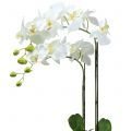 Floristik24 Orchidée Blanche sur bulbe de 65cm