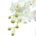 Floristik24 Orchidée Blanche sur bulbe de 65cm