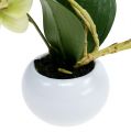 Floristik24 Orchidée en pot vert H30cm