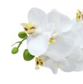 Floristik24 Branche d’orchidée blanche L 58 cm