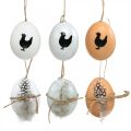 Floristik24 Décoration de Pâques, œufs de poule à suspendre, œufs décoratifs plumes et poule, marron, bleu, blanc, lot de 6