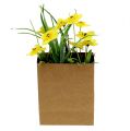 Floristik24 Fleur de Pâques jaune avec poche papier H. 21 cm