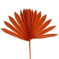 Floristik24 Palmspear Soleil Orange 30pcs