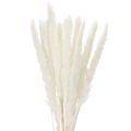 Floristik24 Pampasgras séché blanchi 70 cm 15 pièces