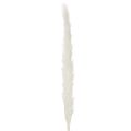 Pampasgras séché blanchi 70 cm 15 pièces | Floristik24.fr