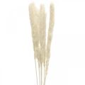 Floristik24 Crème d&#39;herbe de pampa séchée pour bouquet séché 65-75cm 6pcs